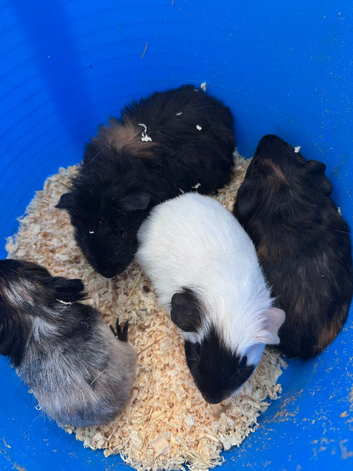 Baby guinea pigs