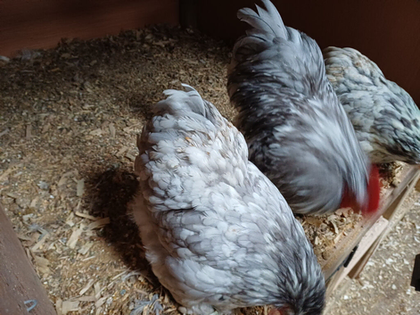 Pekin hatching eggs