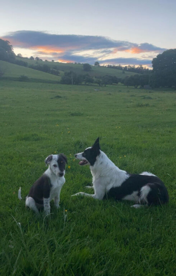 Collie pups