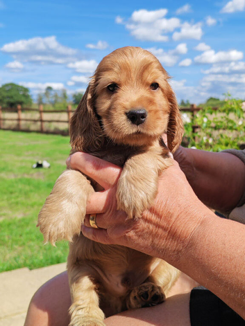 COCKER  SPANIEL PUPPIES    [KC REG]