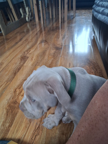 3 quarter english bulldog quarter pocket bully