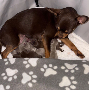 THE LAST LITTLE PRINCE IS LOOKING FOR HIS FOREVER HOME!