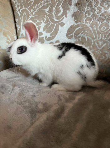 Mini lop/ French lop