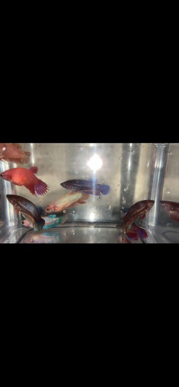 Female Siamese fighter fish