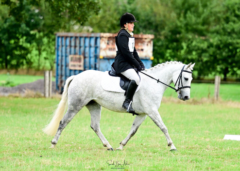 13.1hh Grey Connemara x TB mare, 7 years old.
