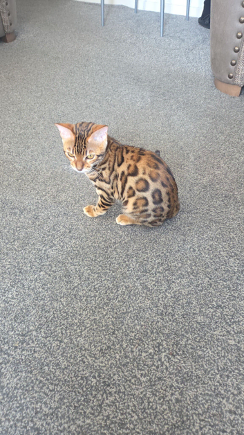 Bengal kitten pure breed