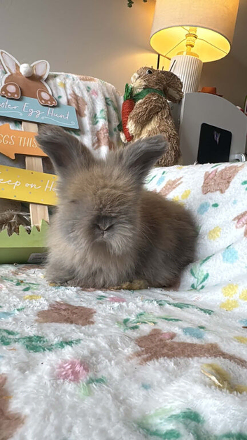 Angora baby&rsquo;s