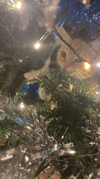 12 month old kitten