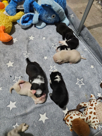 Pink panda and black pug puppies for sale