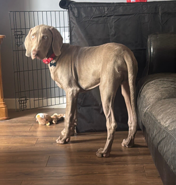Beautiful Weimaraner 5 months old
