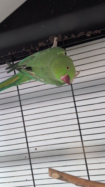 Female Ringneck