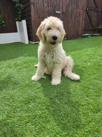 Only 1 girl left. Multigeneration Goldendoodle Puppies