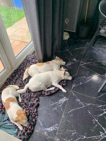Jack Russell Dogs for sale