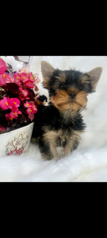 Mini mini Yorkshire Terrier pups