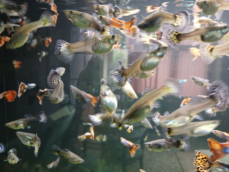 Adult guppies for sale