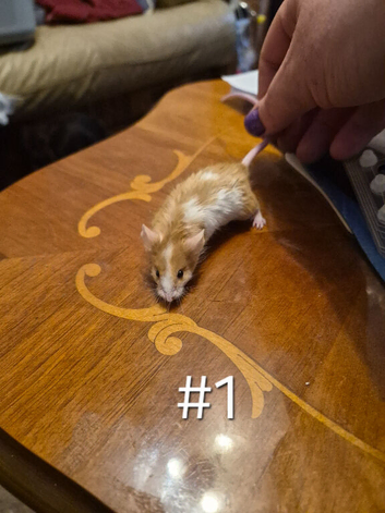 4 Cute Femal Baby Fancy Mice