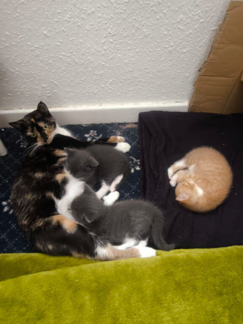 Three Lovely Female Kittens | Two Grey & One Ginger | Bristo