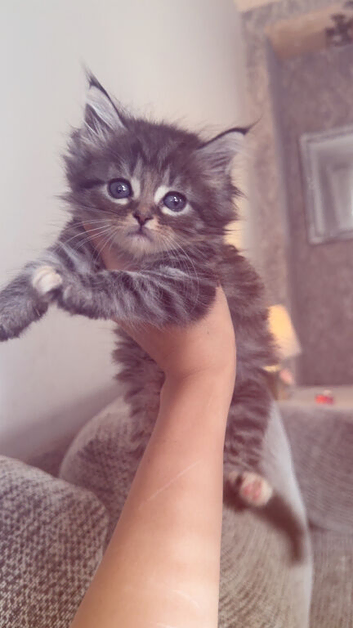 Beautiful 3/4 Maine coon kittens