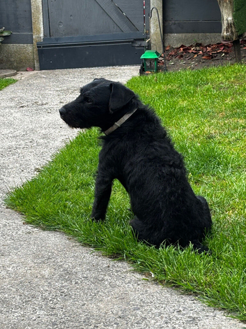 Patterjack puppies