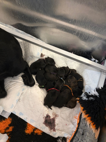 Springador x German shepherd/Staffie pups
