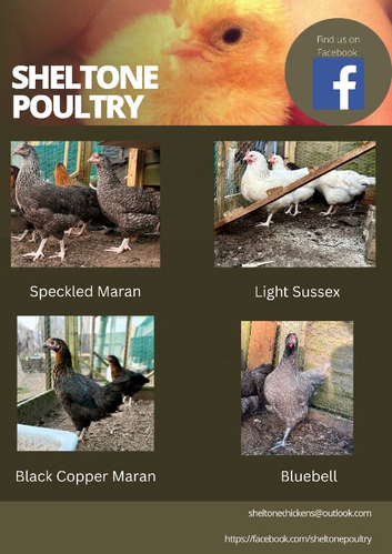 Guaranteed female chickens