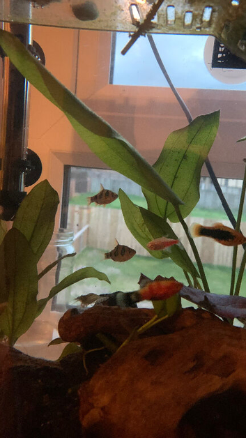 Platy & Snakeskin barbs