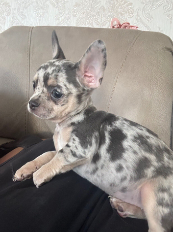 Chihuahua x