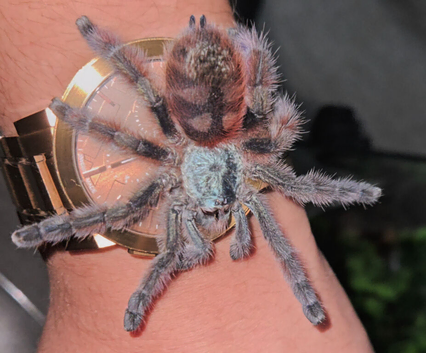 Lots of tarantulas for sale + scorpions and isopods. Message for more details