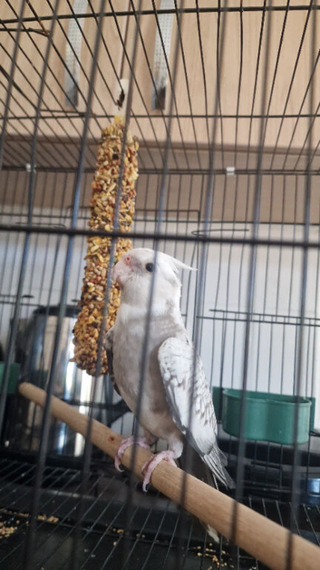 Cockatiel