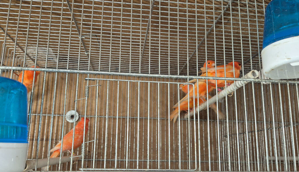 Finches to parrots
