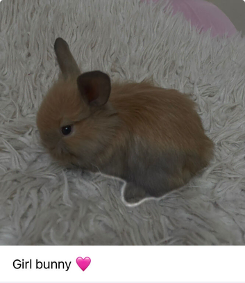 Baby lionhead bunnies