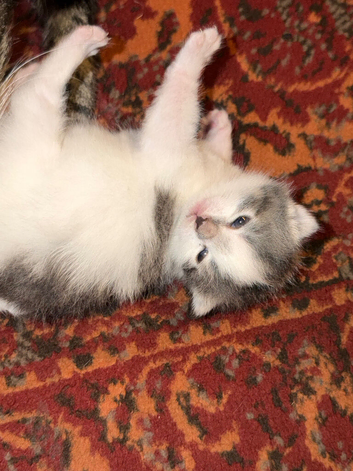2 beautiful (Norwegian forest cat mix) kittens