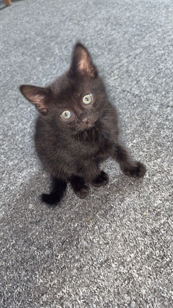 KITTEN   GIRL