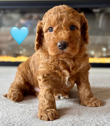 BOY cockapoo ready Friday 15th