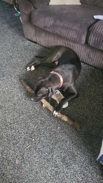 Bella needs a home