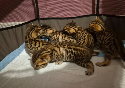 Beautiful Bengal kittens-Ready in April