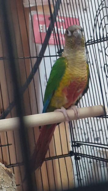 Pineapple Conure  Ready to Breed