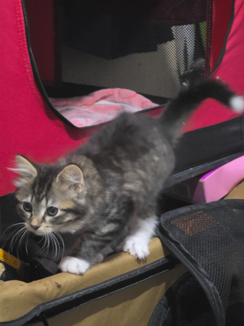 Tabby kitten