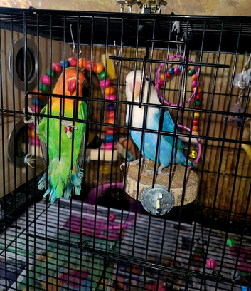 Lovebird 4 pairs (8 birds)