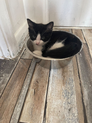 EXTREMELY AFFECTIONATE Kittens11 weeks ready now