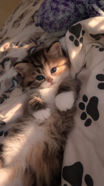Scottish straight x British longhair kitten!