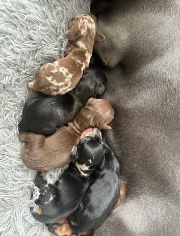 Kc reg miniature dachshund
