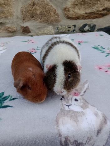 Guinea pigs