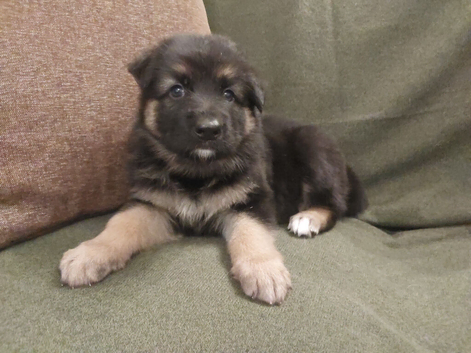 KC Reg, long coated GSD puppies, Leicestershire