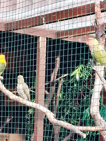 Love bird babies