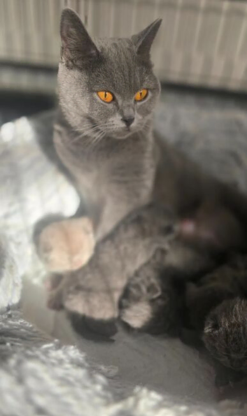 British Shorthair Kittens
