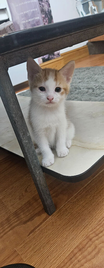 2 cute and adorable kittens for sale
