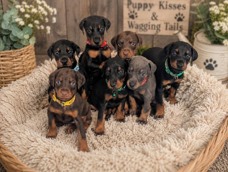 European doberman puppies