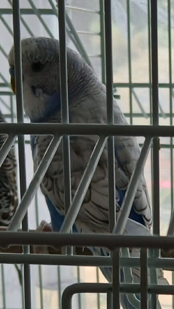 young male budgie