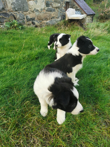 Lovely Border Collie puppies